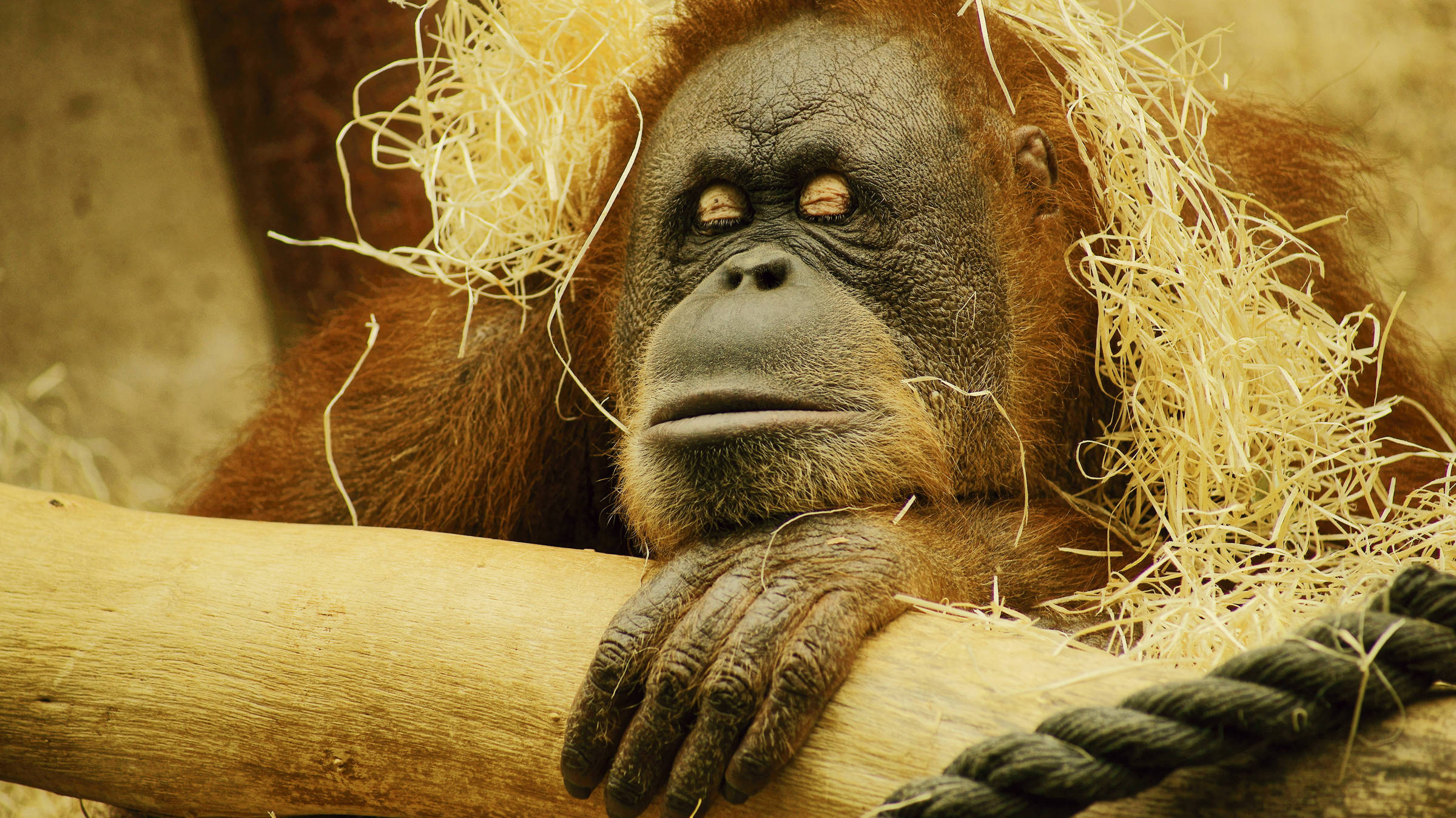 Frankfurt Zoo - H+ Hotel Bad Soden - Official website Frankfurt Zoo - H+ Hotel Bad Soden - Official website