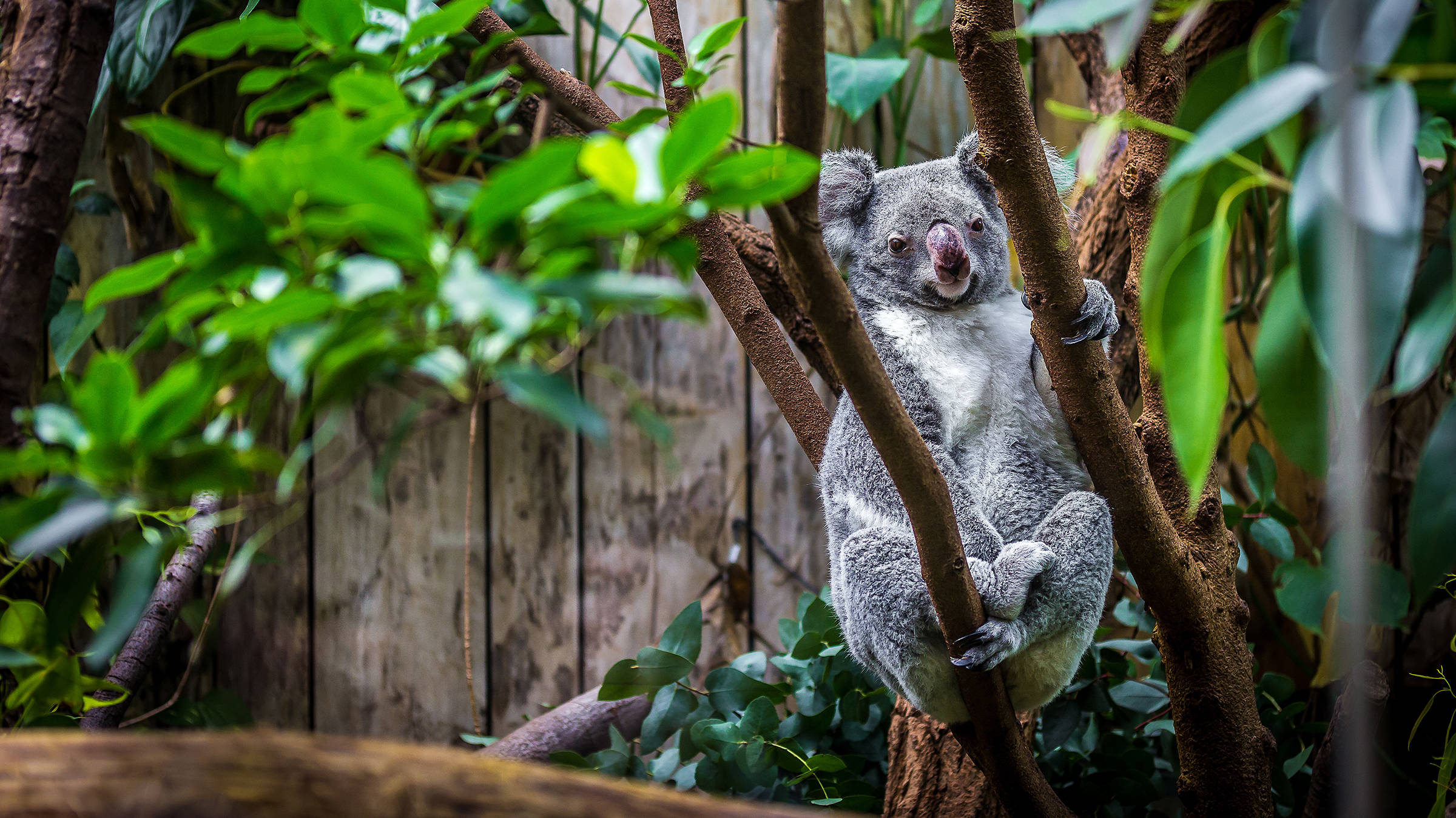 Kölner Zoo - H+ Hotel Köln Hürth - Offizielle Webseite