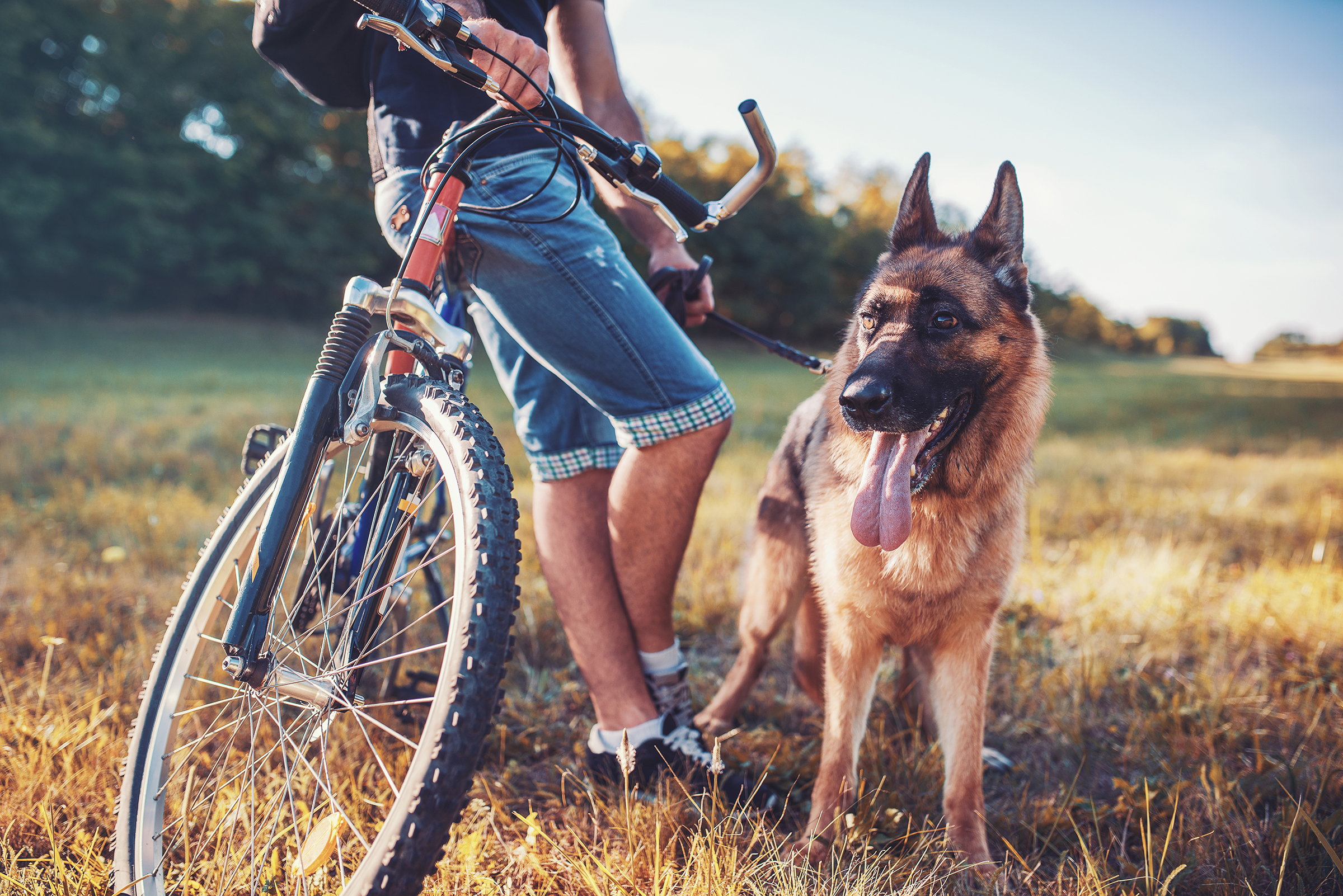 Radtouren im Urlaub mit Hund - H-Hotels.com - Offizielle Webseite Radtouren im Urlaub mit Hund - H-Hotels.com - Offizielle Webseite