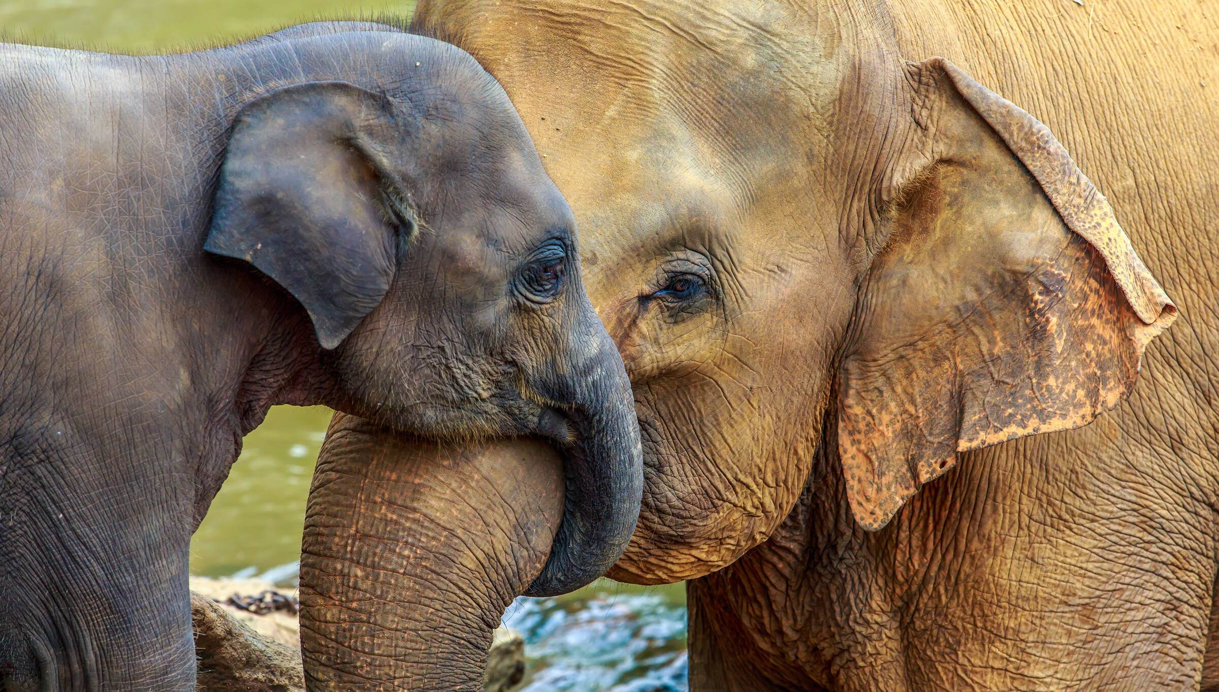 Kleiner Elefant und großer Elefant berühren sich sanft mit ihren Rüsseln