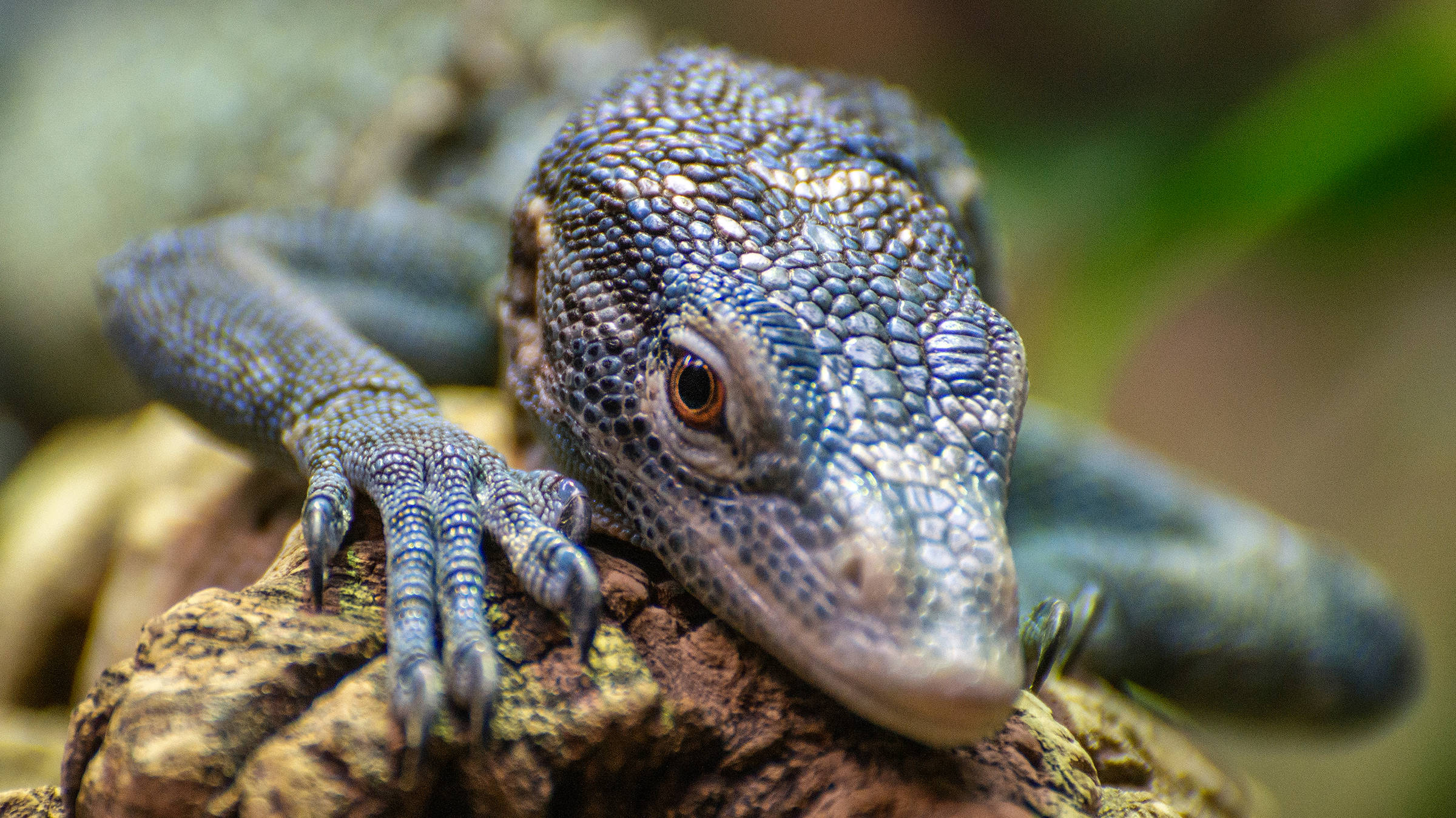 Kölner Zoo | H-Hotels.com Kölner Zoo | H-Hotels.com