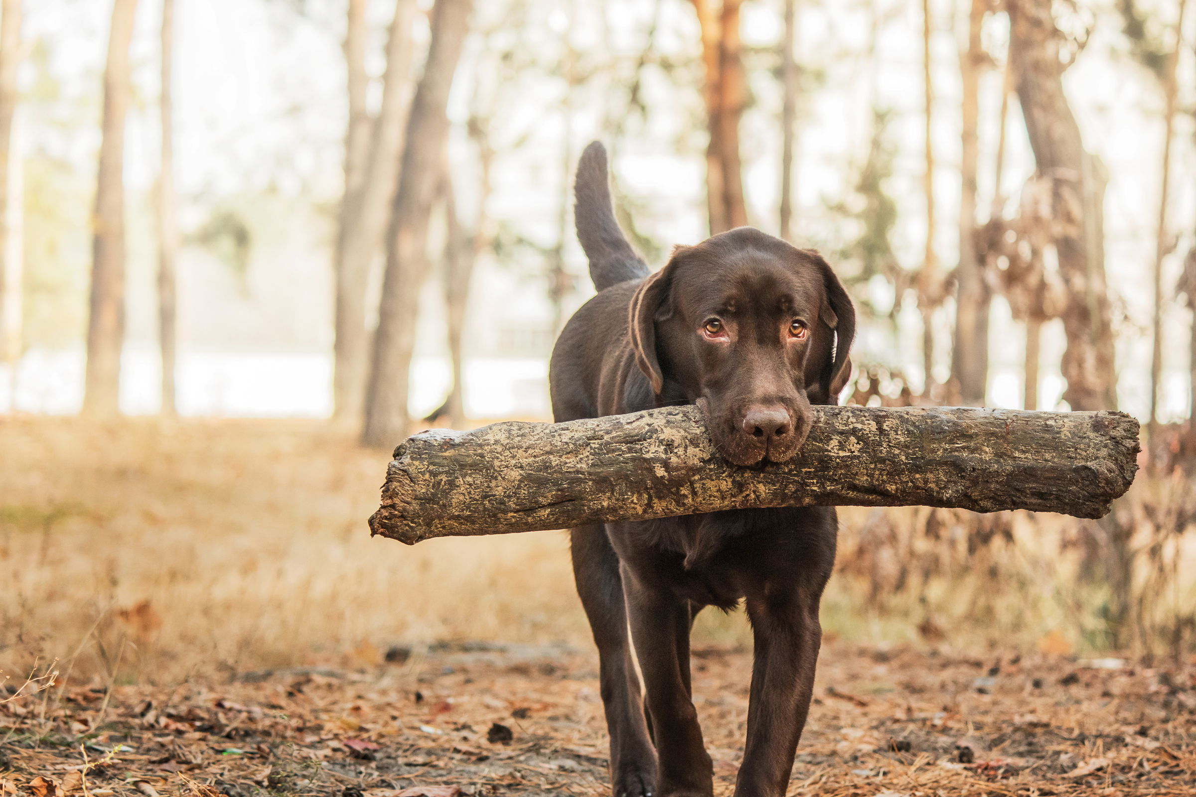 Sporturlaub mit Hund - H-Hotels.com - Offizielle Webseite Sporturlaub mit Hund - H-Hotels.com - Offizielle Webseite