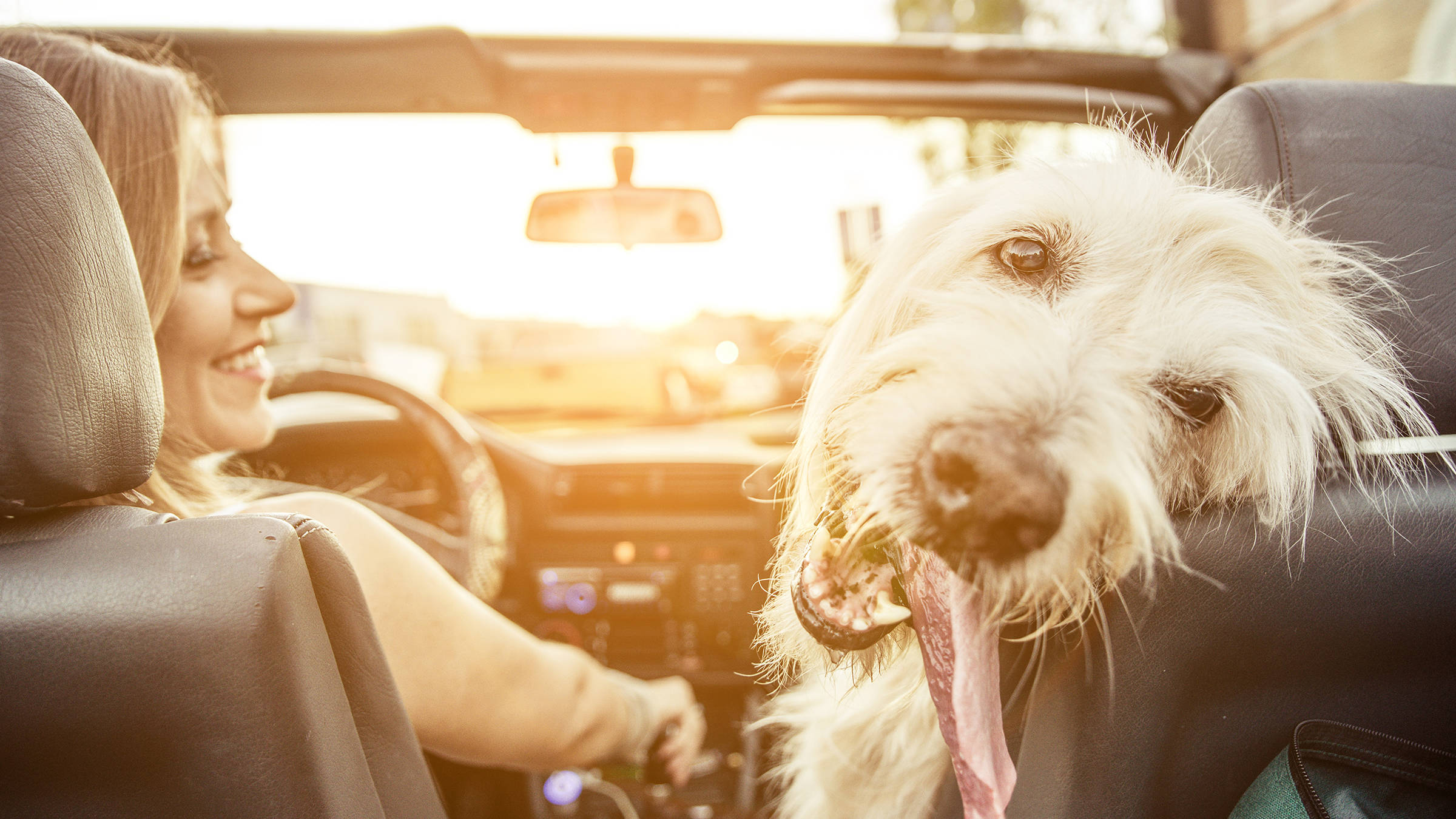 Mit Hund durch die Schweiz - H-Hotels.com - Offizielle Webseite Mit Hund durch die Schweiz - H-Hotels.com - Offizielle Webseite