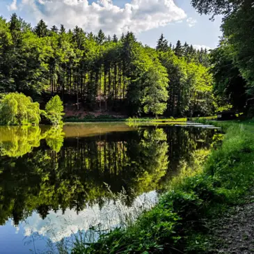 Waldsee in Niedernhausen