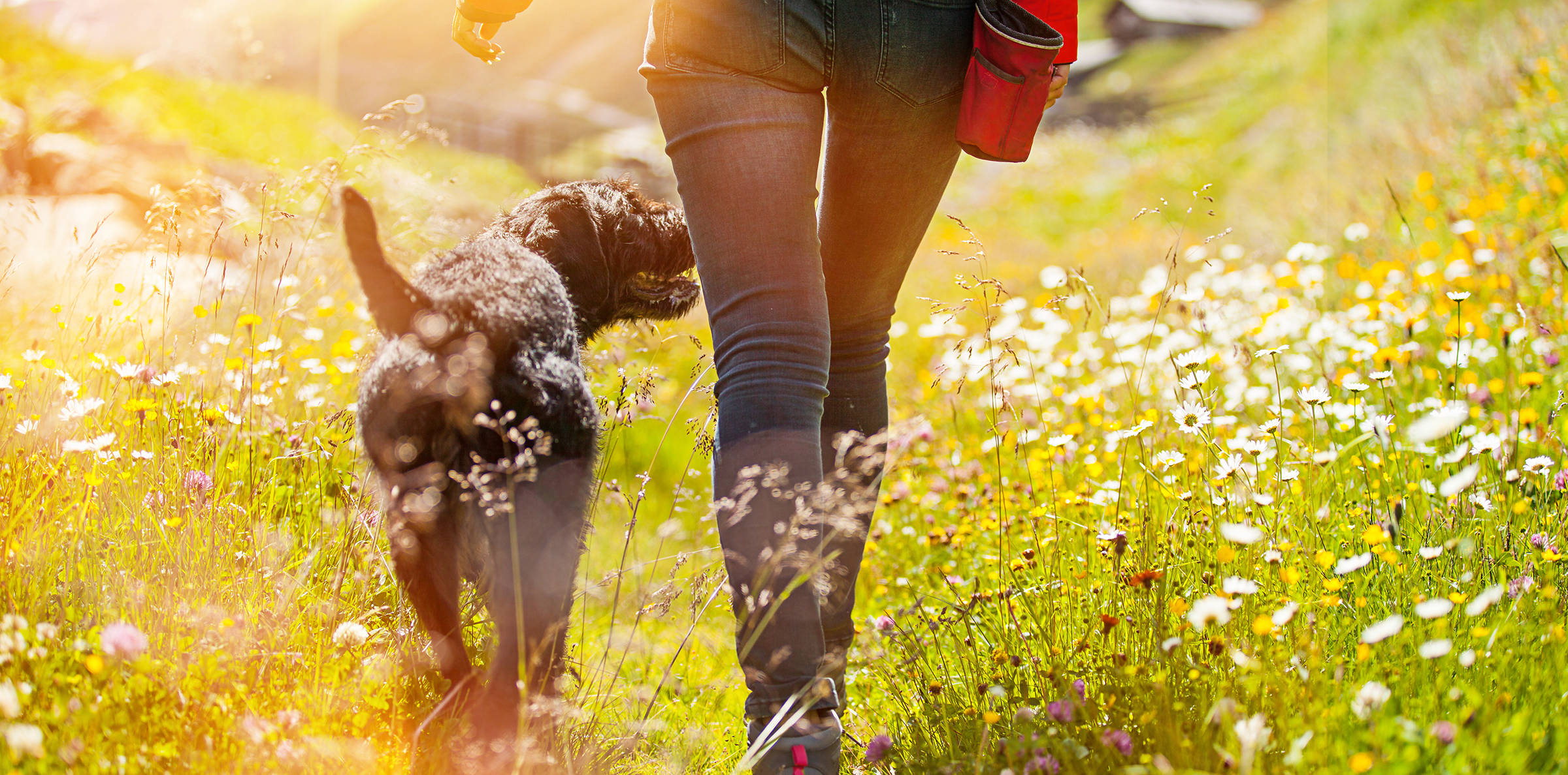 Walking holiday with your dog - H-Hotels - Official website Walking holiday with your dog - H-Hotels - Official website
