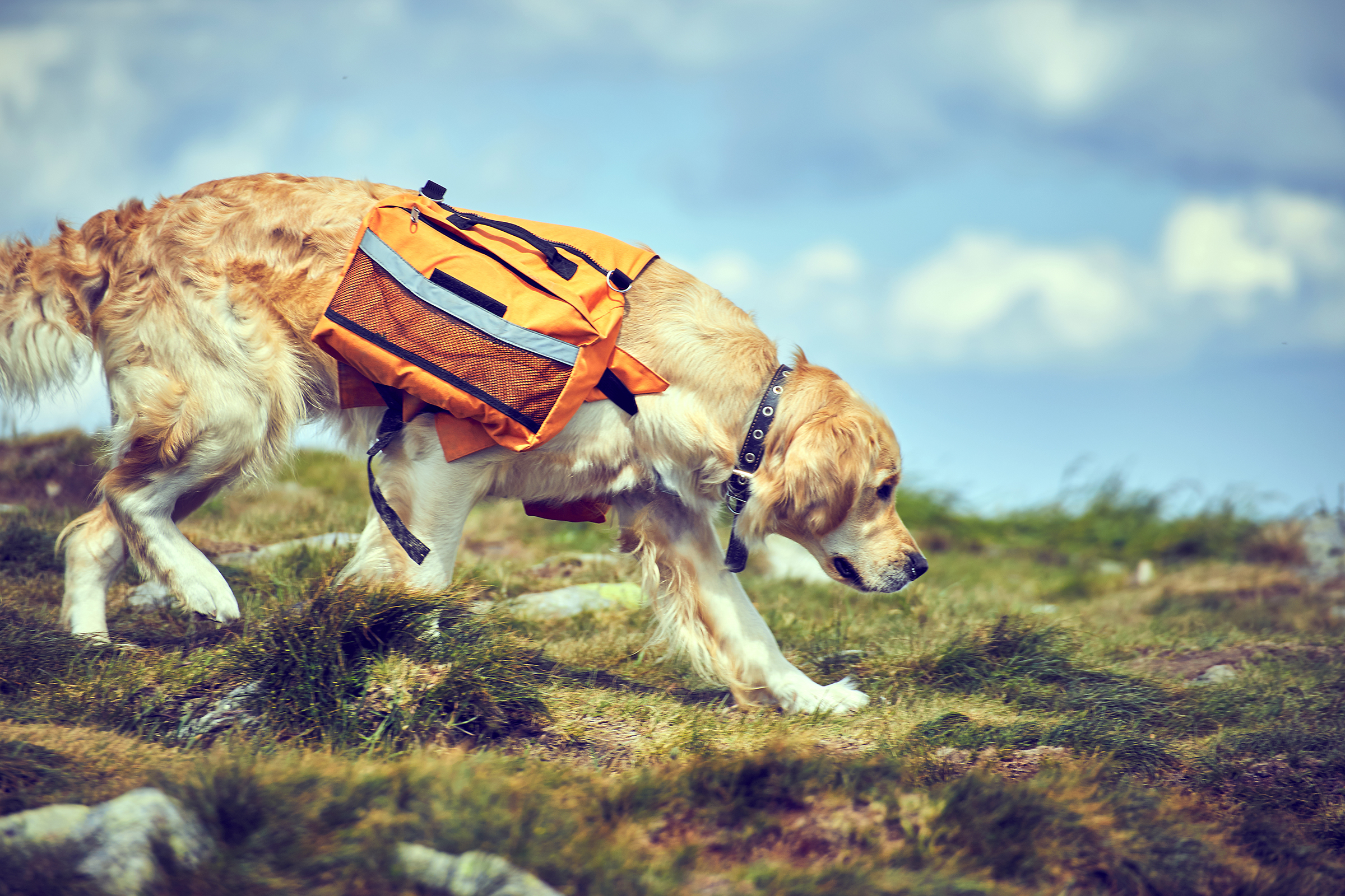 Ausrüstung für den Hund - H-Hotels.com - Offizielle Webseite Ausrüstung für den Hund - H-Hotels.com - Offizielle Webseite