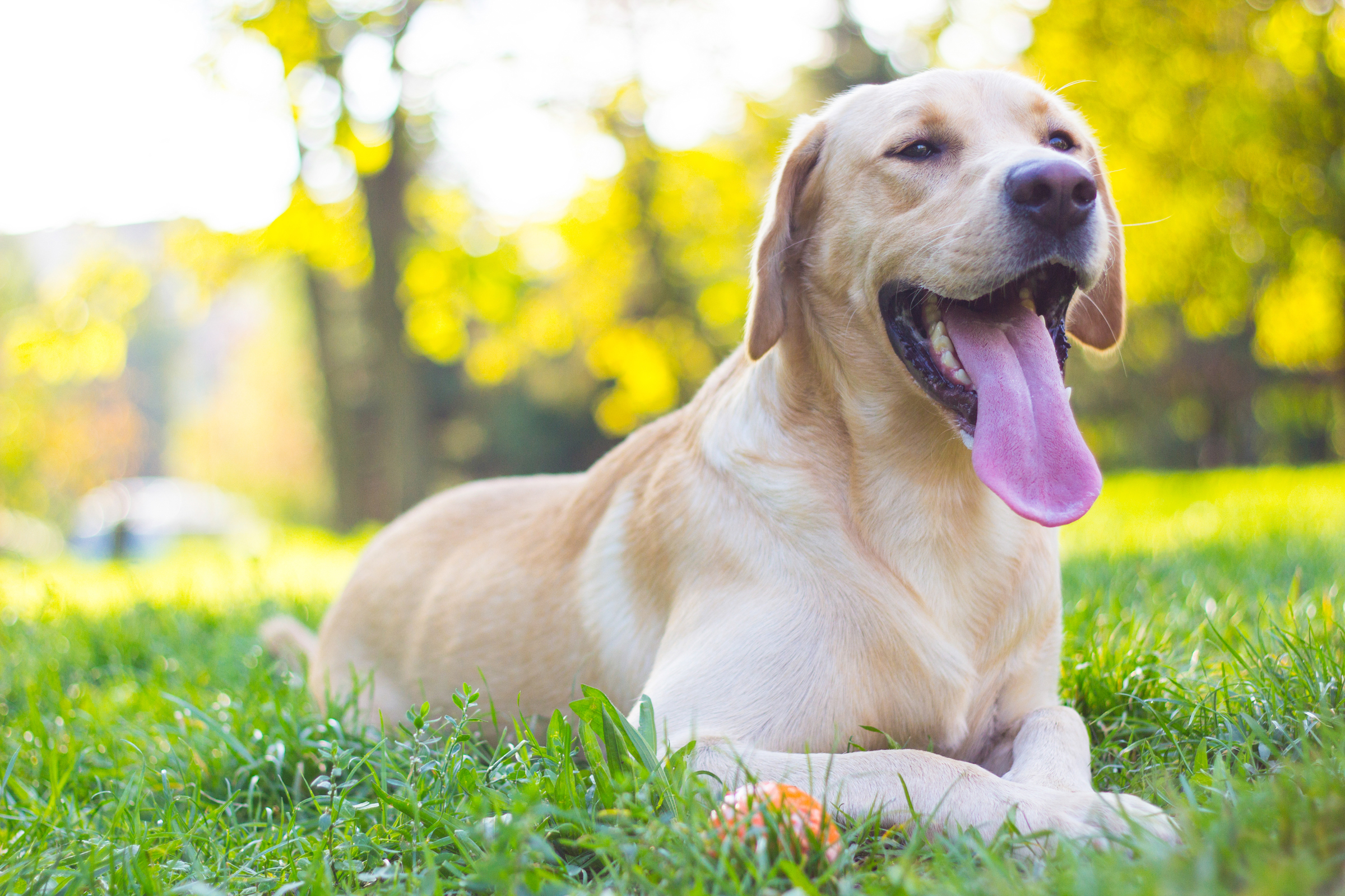 Urlaub mit Hund - H+ Hotel Willingen - Offizielle Webseite Urlaub mit Hund - H+ Hotel Willingen - Offizielle Webseite