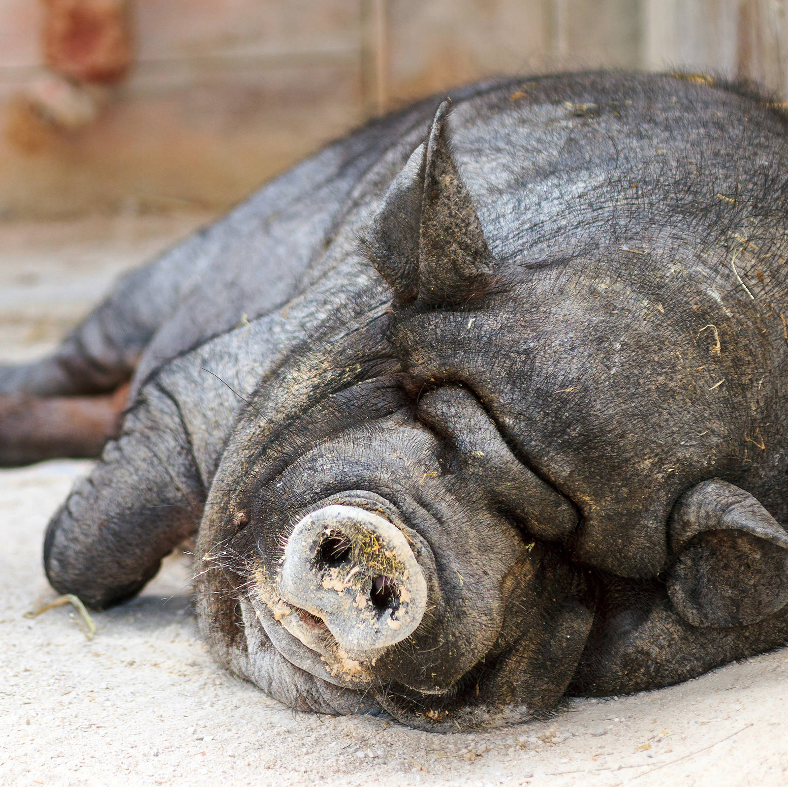 Tiere in der Jugendfarm Moritzhof | H-Hotels.com Tiere in der Jugendfarm Moritzhof | H-Hotels.com
