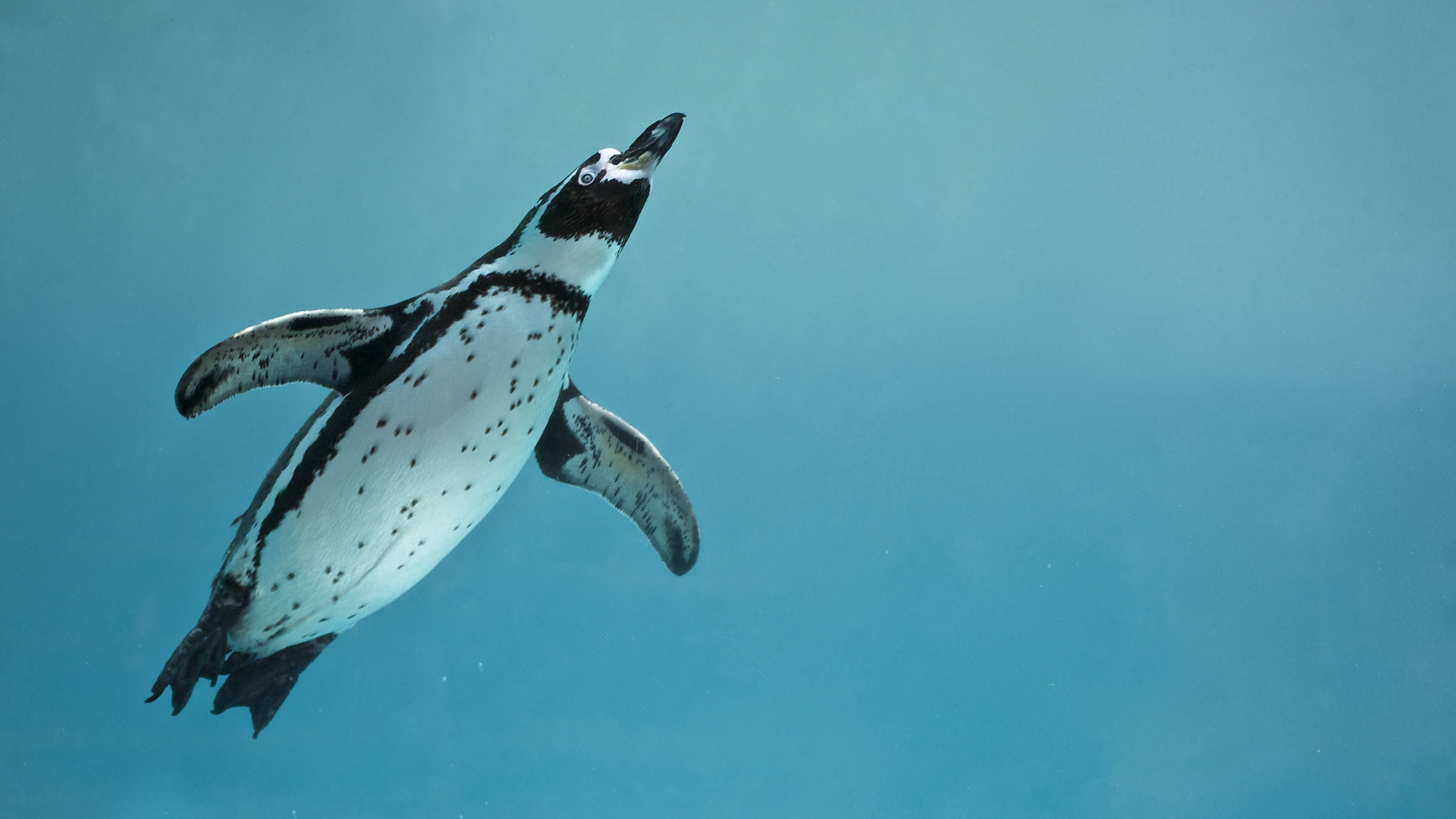Ausflugsziel Ozeaneum - H-Hotels.com - Offizielle Webseite Ausflugsziel Ozeaneum - H-Hotels.com - Offizielle Webseite
