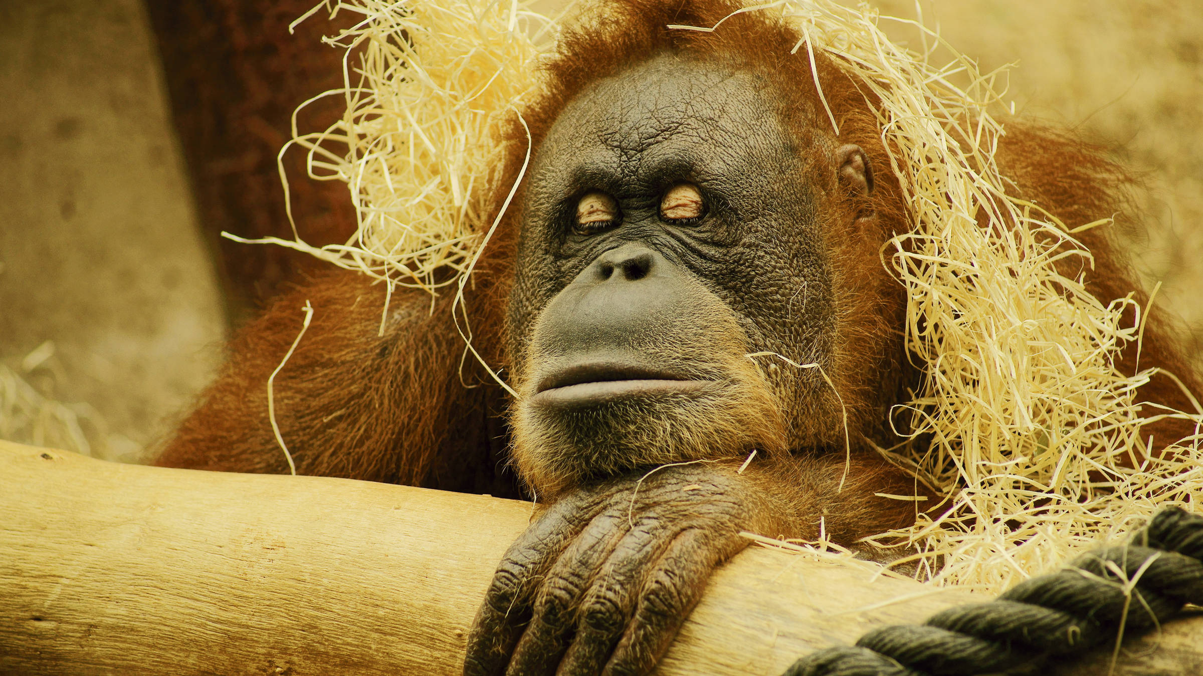 Allwetterzoo Münster | H-Hotels.com Allwetterzoo Münster | H-Hotels.com