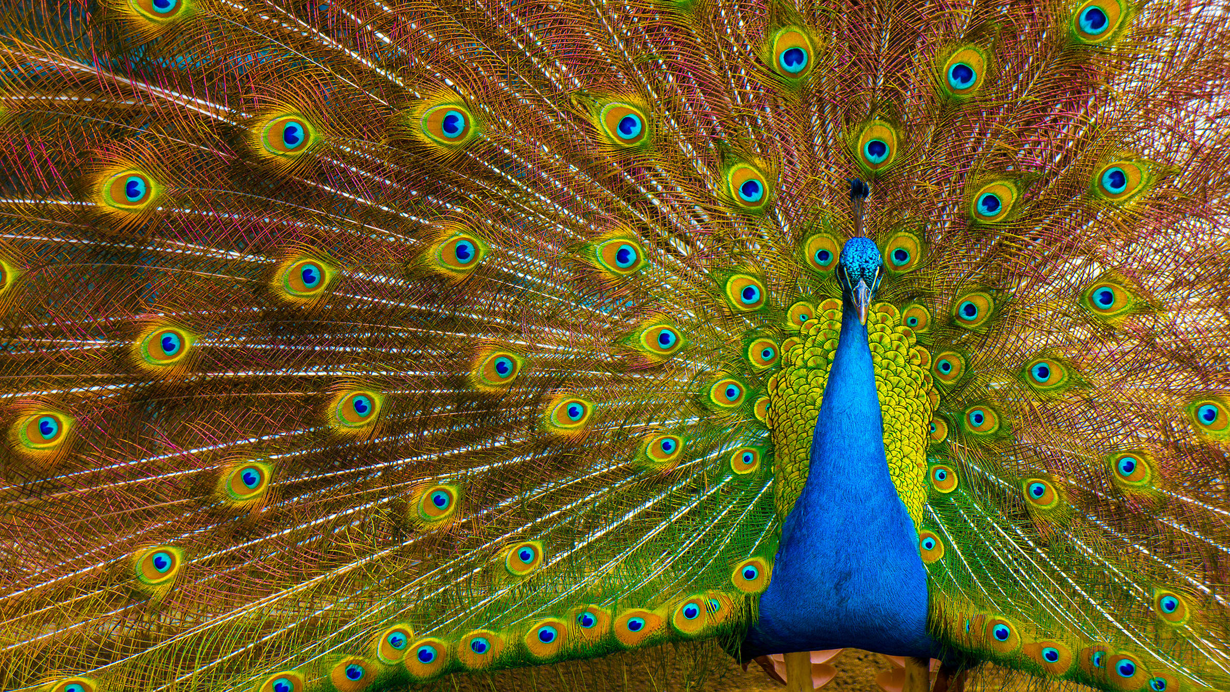 Marvel at animals in the botanical-zoological garden - H+ Hotel Stuttgart Herrenberg - Official website Marvel at animals in the botanical-zoological garden - H+ Hotel Stuttgart Herrenberg - Official website