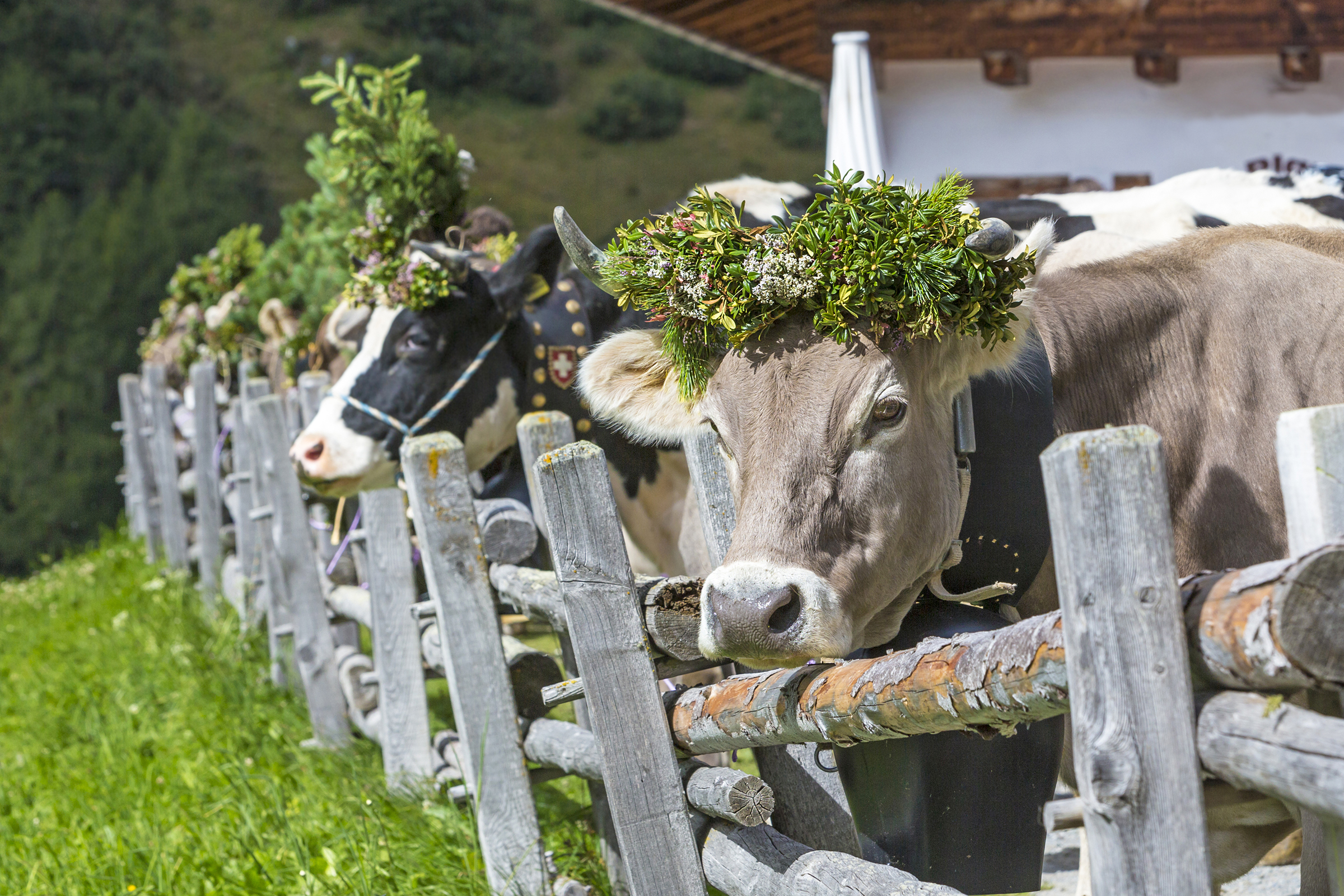 Viehscheid in Oberstaufen - H-Hotels.com
