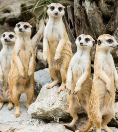 Groep van vijf stokstaartjes die rondkijken