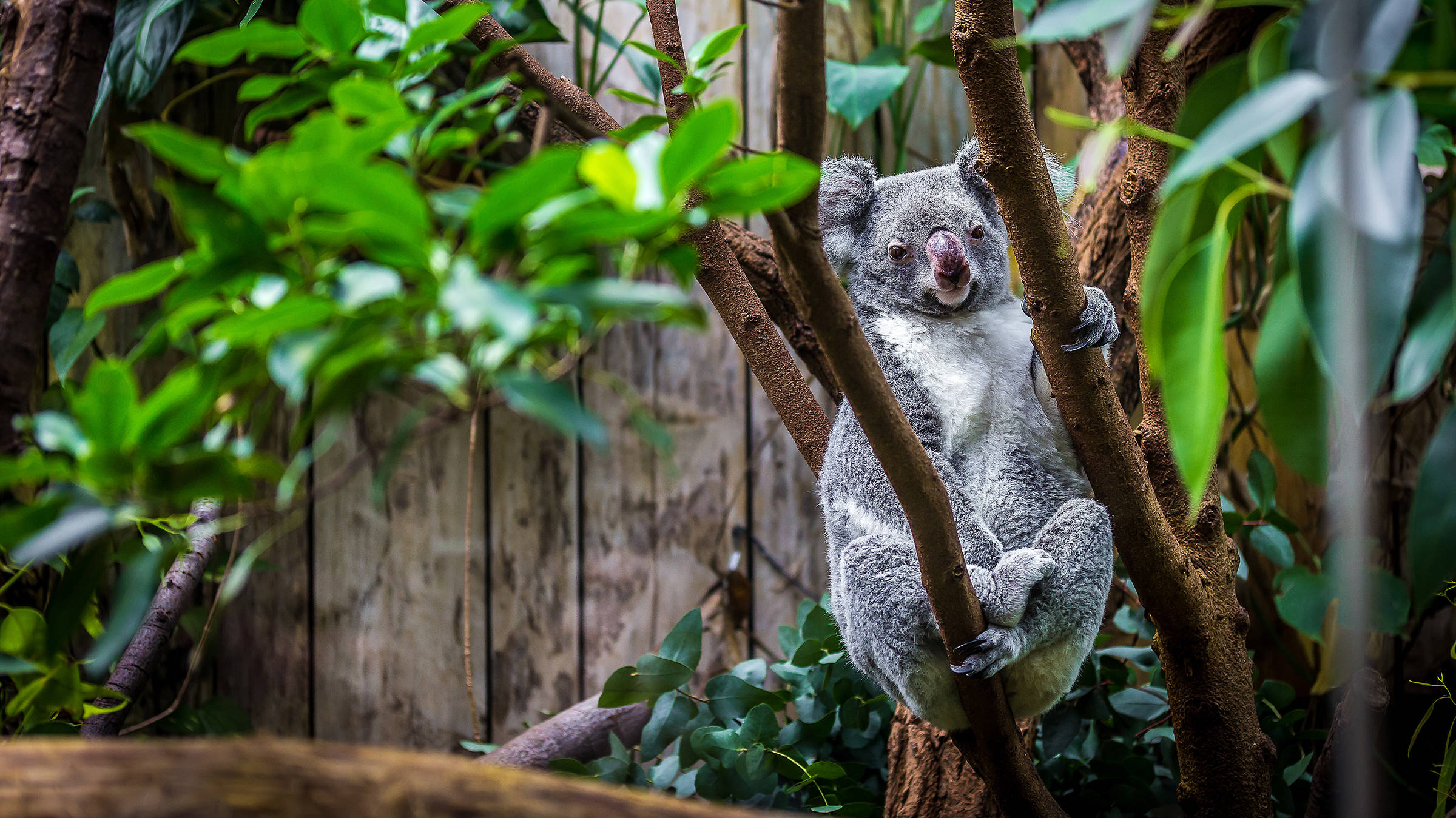 Cologne Zoo - H+ Hotel Köln Hürth - Official website