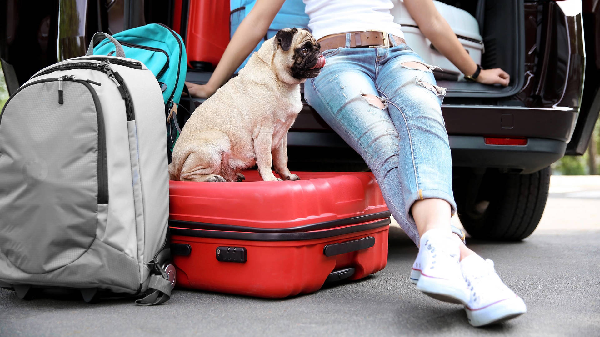 Tipps für Reisen mit Hund - H-Hotels - Offizielle Webseite