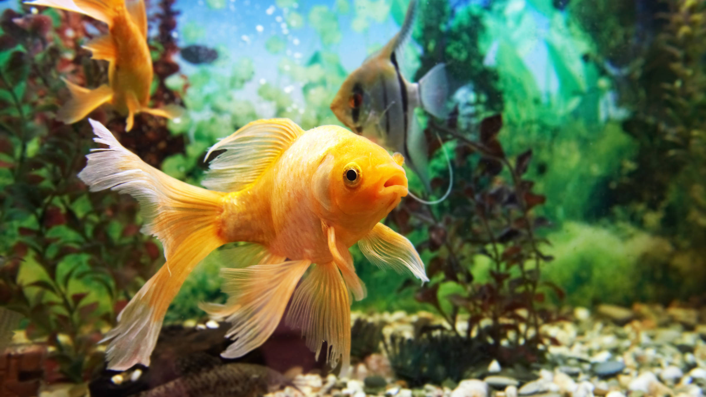 Paesaggio subacqueo nell'acquario - Hyperion Hotel Salzburg - sito web ufficiale Paesaggio subacqueo nell'acquario - Hyperion Hotel Salzburg - sito web ufficiale