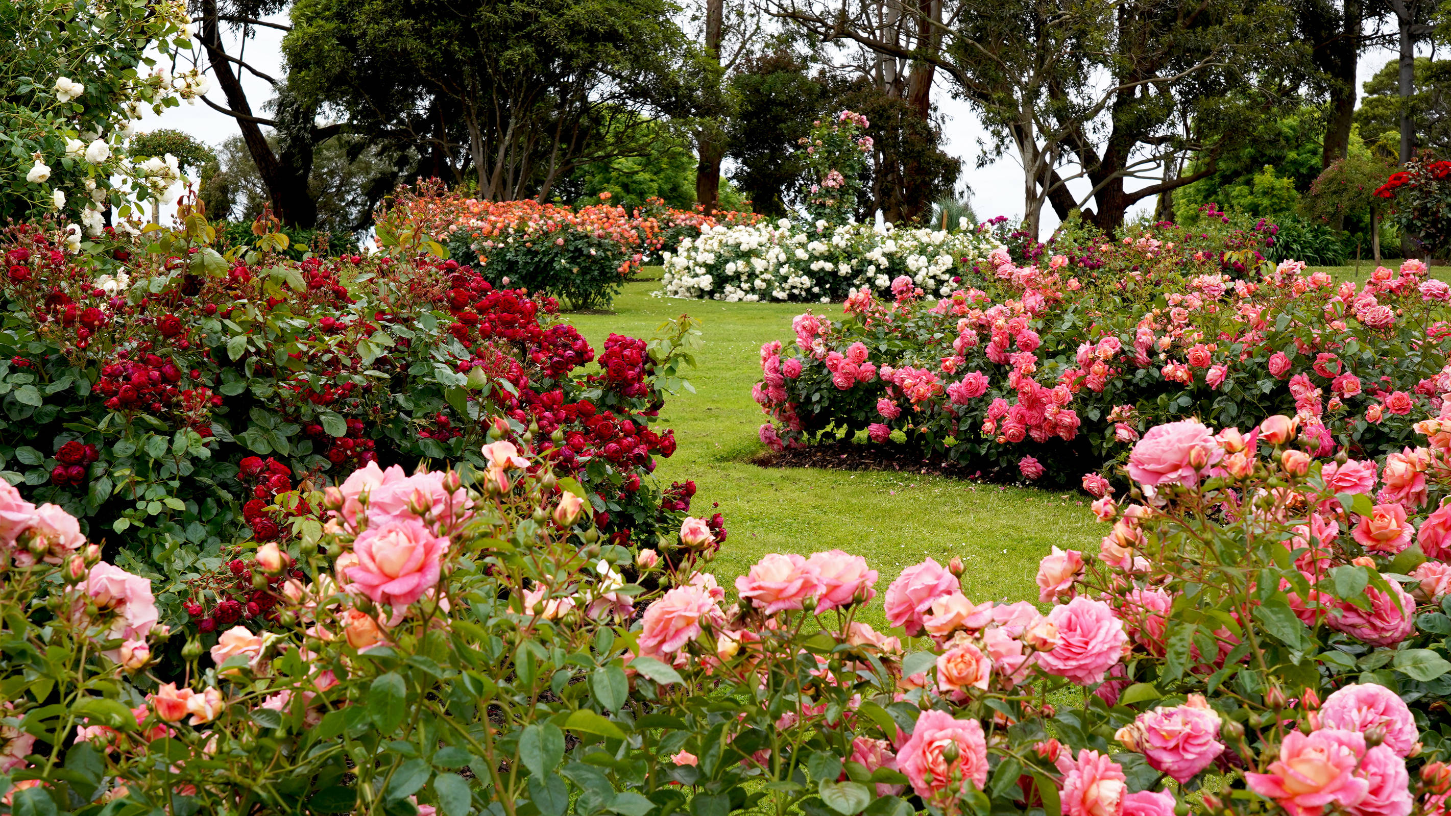 Rose garden - H+ Hotel Frankfurt Airport West - Official website Rose garden - H+ Hotel Frankfurt Airport West - Official website