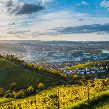 Weinfelder bei Stuttgart
