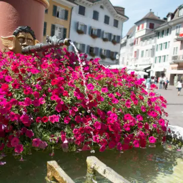 Brunnen mit vielen pinken Blumen.