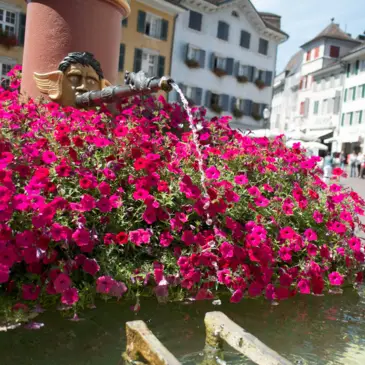 Brunnen mit vielen pinken Blumen.