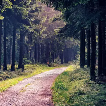 Urlaub im Thüringer Wald - H-Hotels.com - Offizielle Webseite