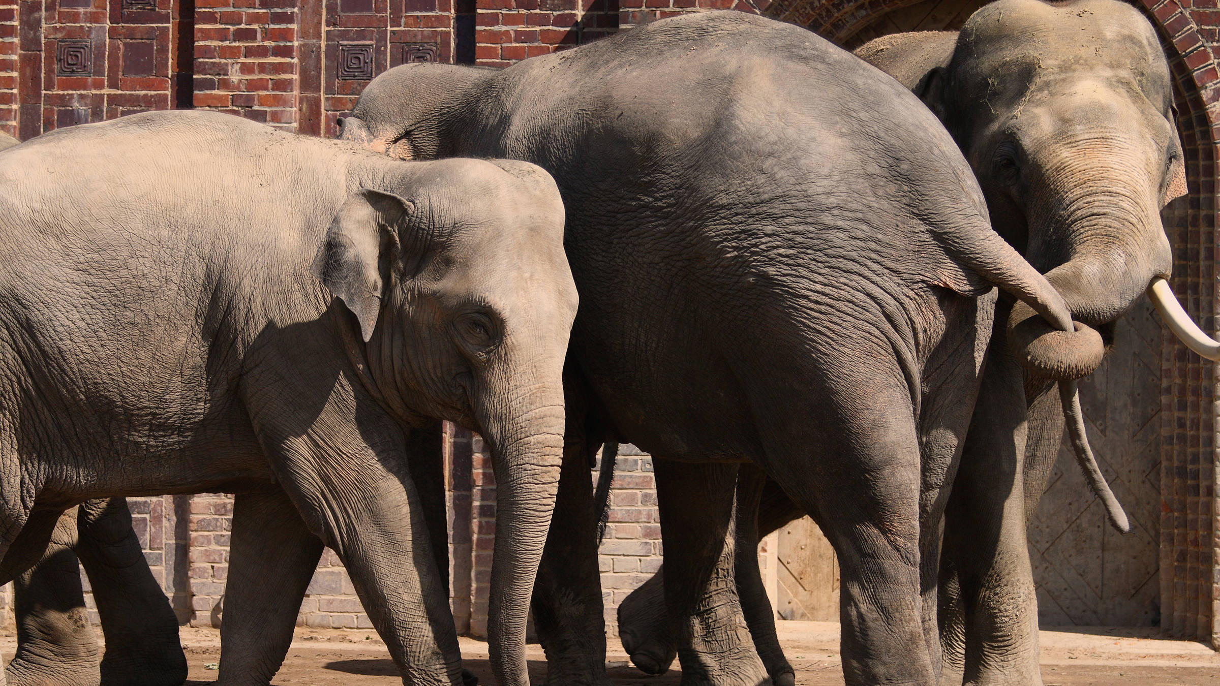 Elefanten im Zoo - H+ Hotel Erfurt