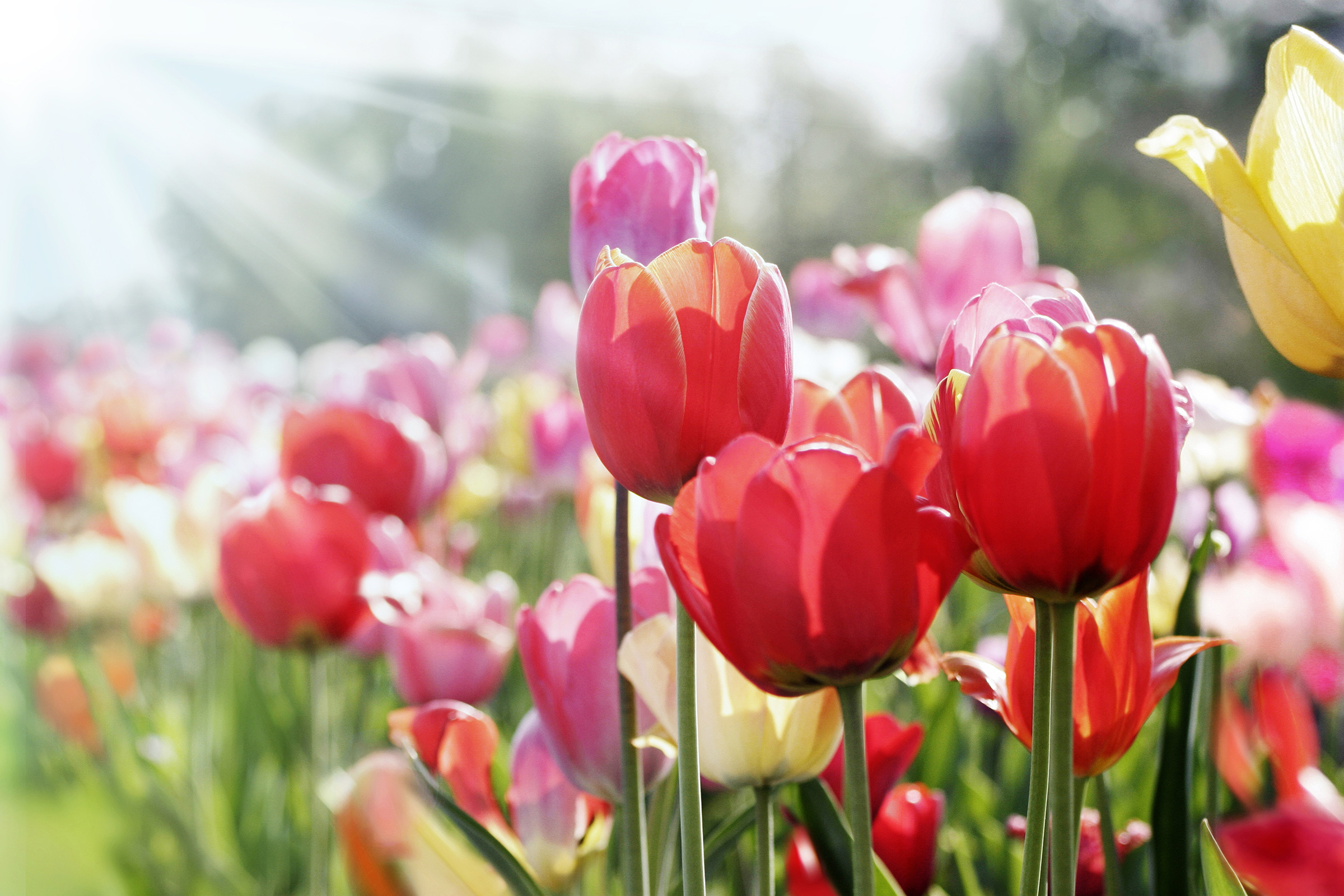 Farbenprächtige Tulpen im Erfurter egapark 