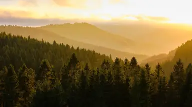 Coniferous forest in the mountains