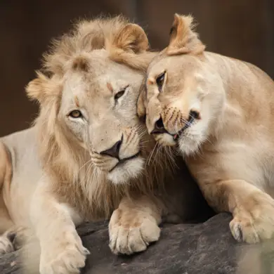 Deux lions couchés sur une pierre