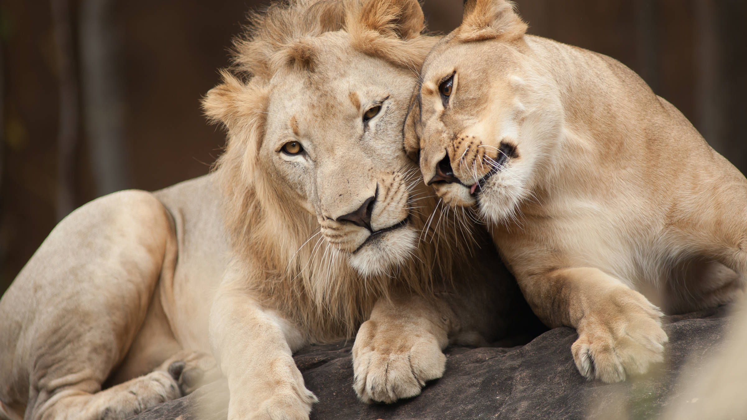 Kölner Zoo | H-Hotels.com Kölner Zoo | H-Hotels.com