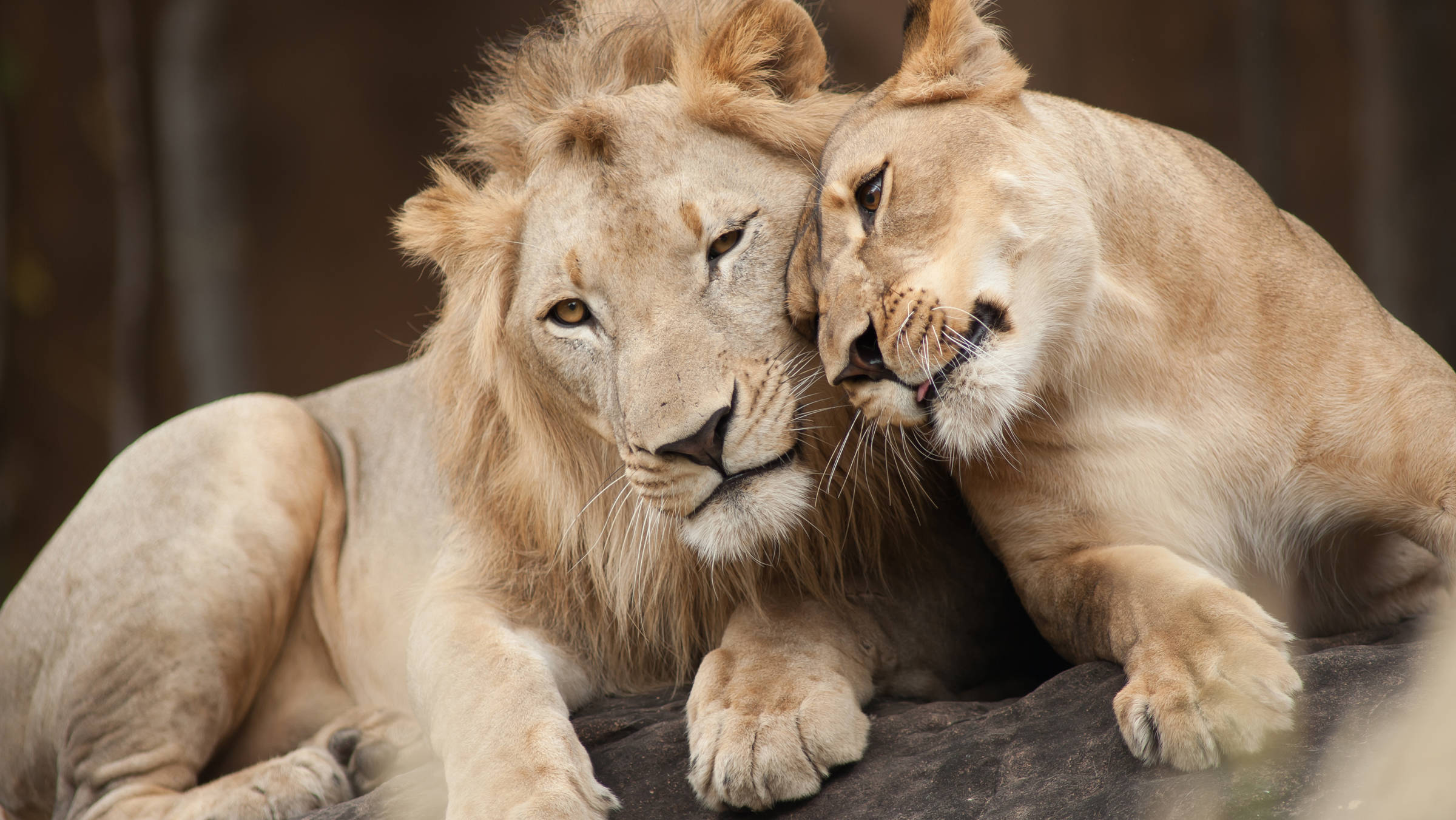 Hanover Adventure Zoo - H+ Hotel Hannover - Official website Hanover Adventure Zoo - H+ Hotel Hannover - Official website