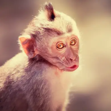 Baby monkey makes a kissy mouth