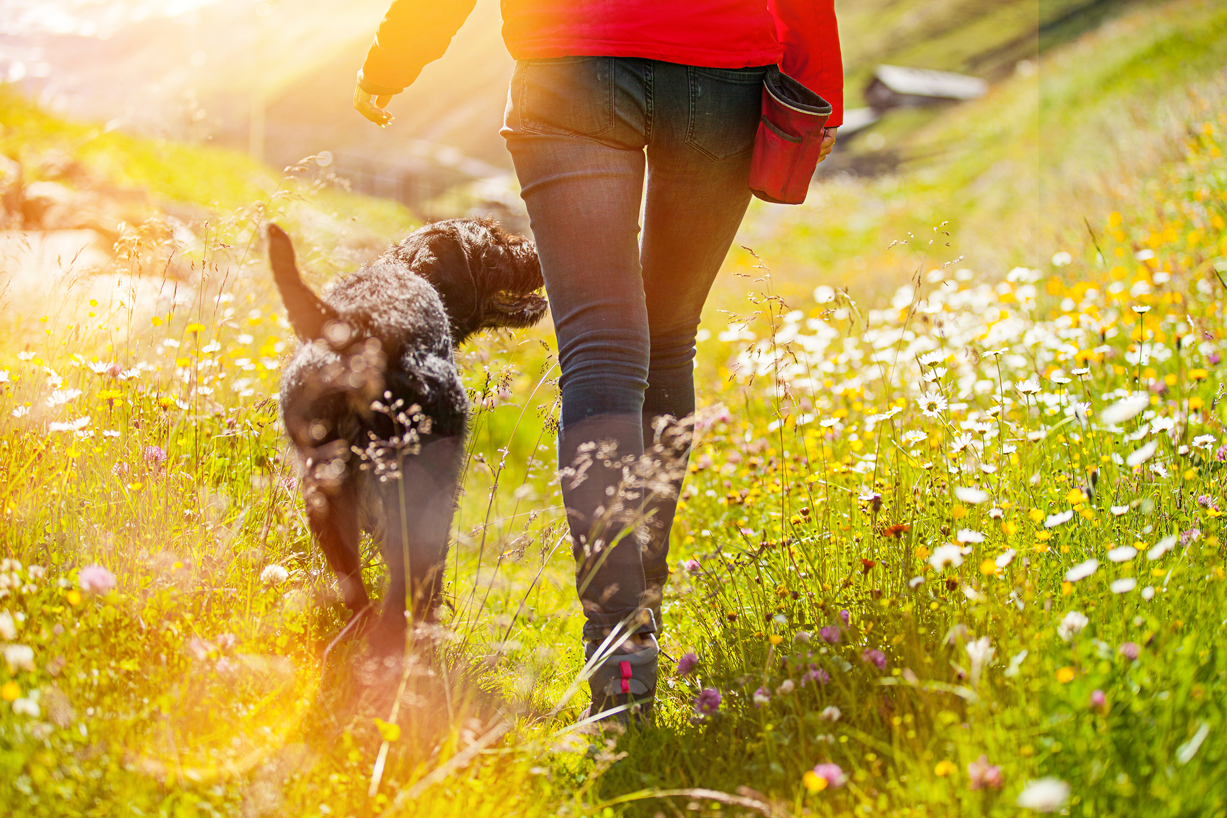 Wandern mit Hund - H+ Hotel Willingen - Offizielle Webseite Wandern mit Hund - H+ Hotel Willingen - Offizielle Webseite