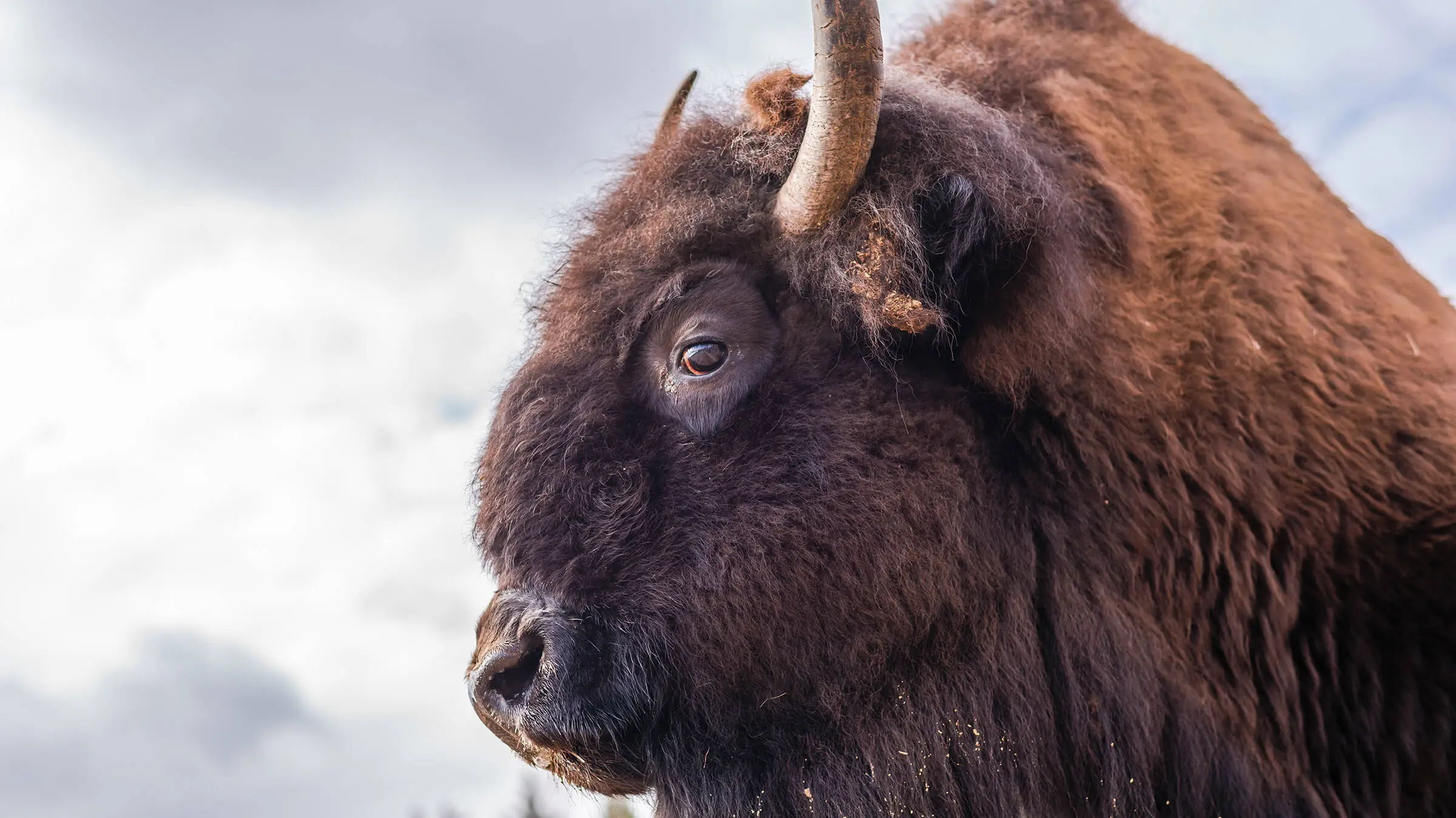 Close-up van een bizon