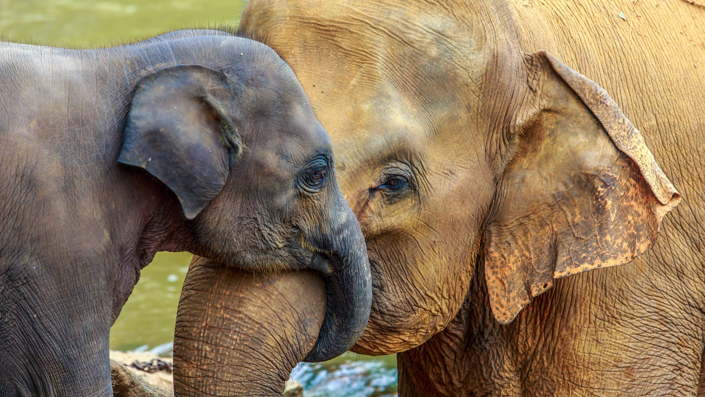 Zoo in Salzburg Hellbrunn - H+ Hotel Salzburg - Offizielle Webseite Zoo in Salzburg Hellbrunn - H+ Hotel Salzburg - Offizielle Webseite