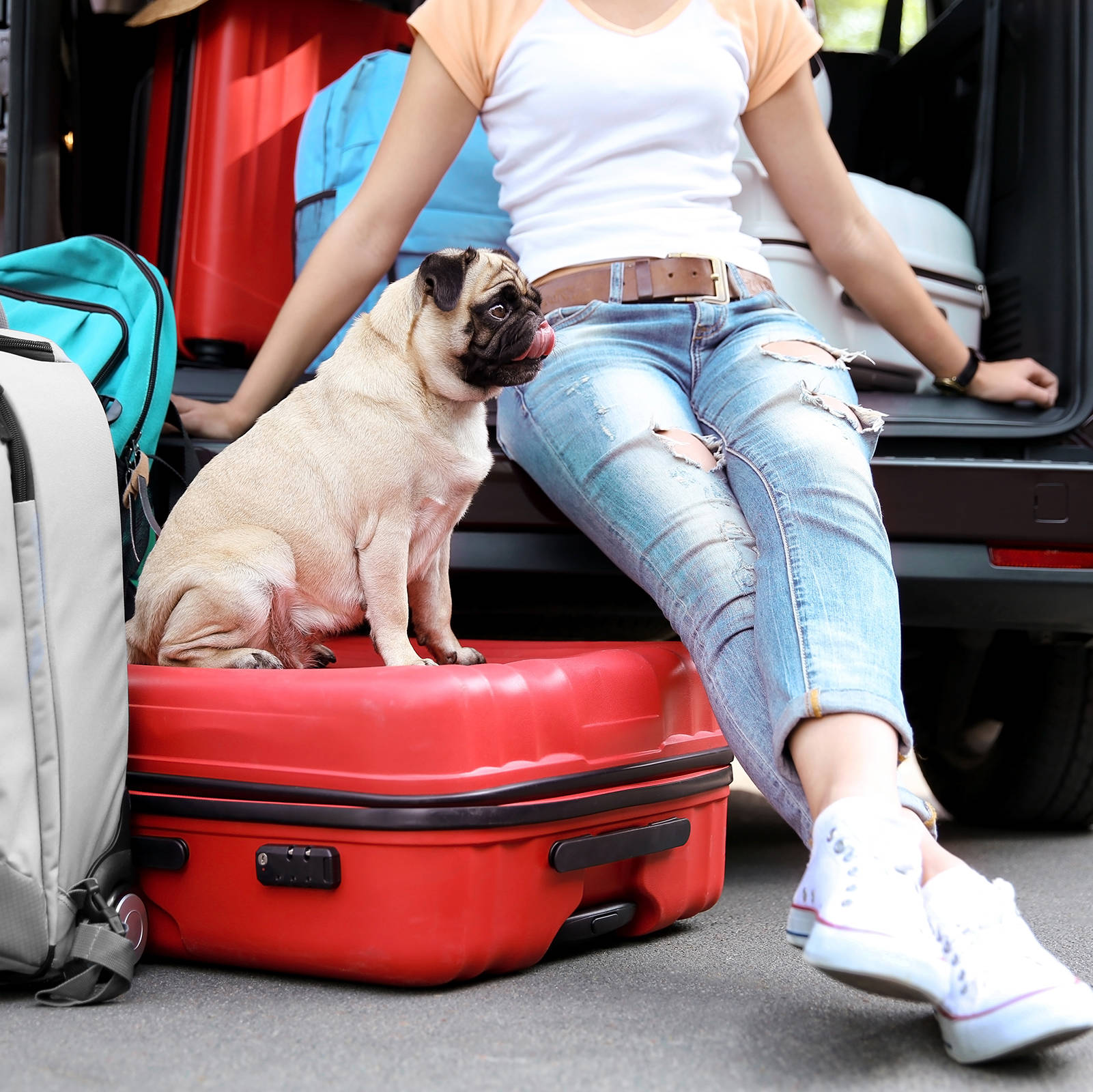 Autoreise mit Hund - H-Hotels - Offizielle Webseite Autoreise mit Hund - H-Hotels - Offizielle Webseite