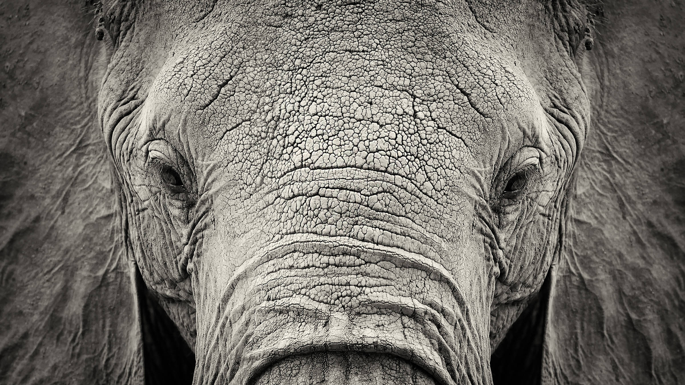 Elefanten im Kölner Zoo - Städtereise nach Köln mit H-Hotels.com - Offizielle Webseite Elefanten im Kölner Zoo - Städtereise nach Köln mit H-Hotels.com - Offizielle Webseite