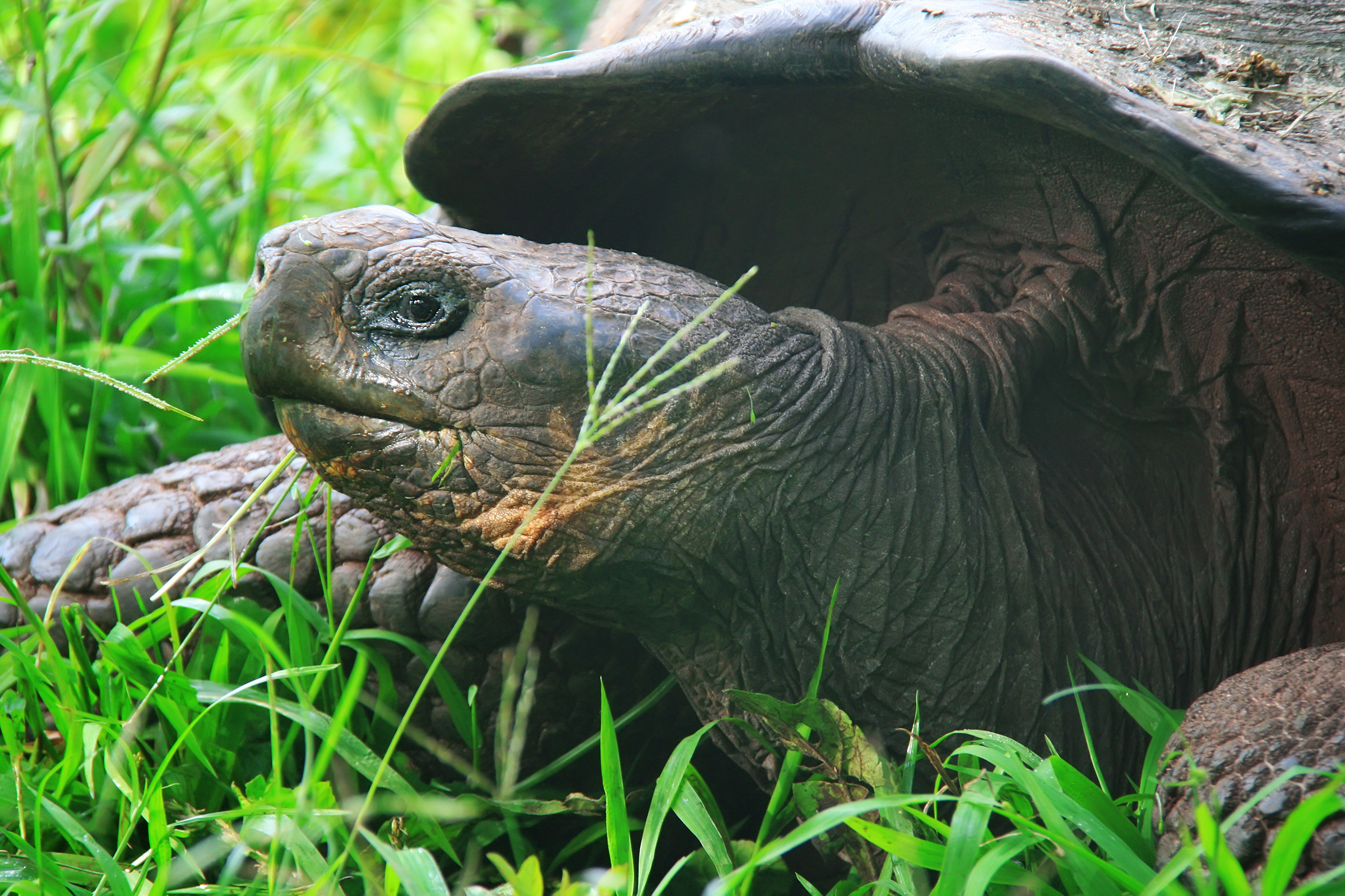 Zoo Zürich - H+ Hotel Zürich - Offizielle Webseite Zoo Zürich - H+ Hotel Zürich - Offizielle Webseite