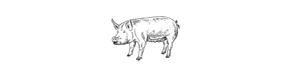 Pig icon Pig icon