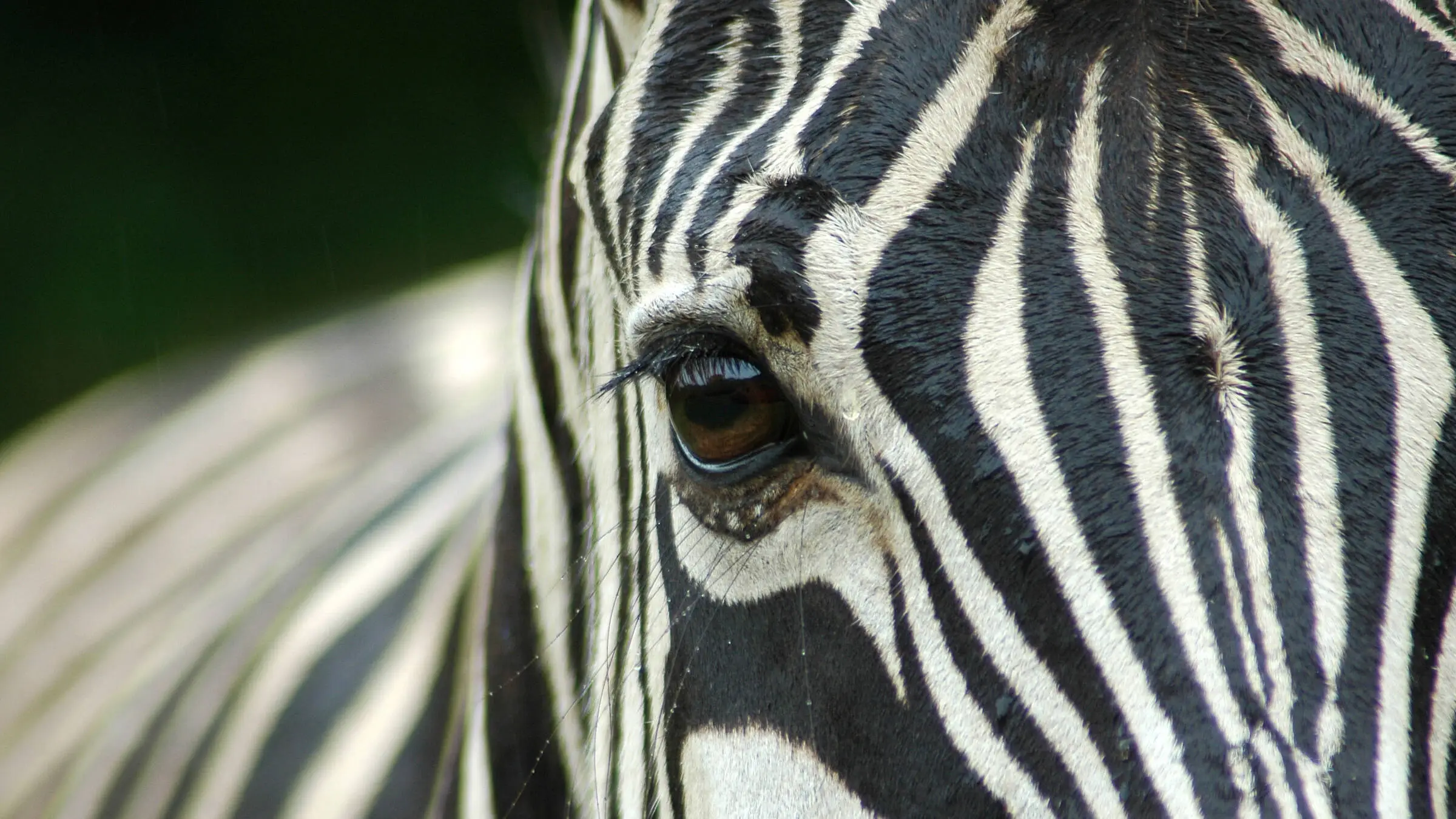 Detailed view of a zebra head