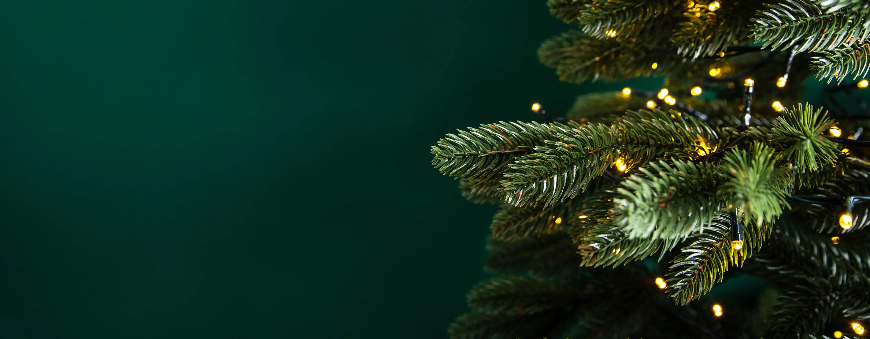 Nahaufnahme Tannenbaum mit Beleuchtung. Der Hintergrund ist dunkelgrün.